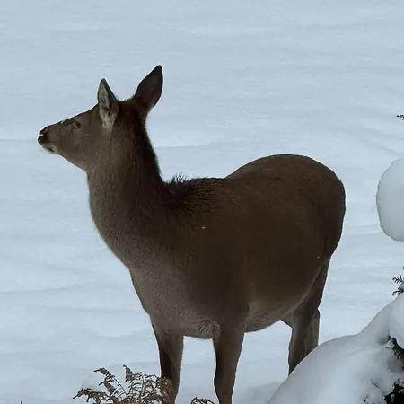 U Kosle Sauna I Bilard ベッド・アンド・ブレックファスト