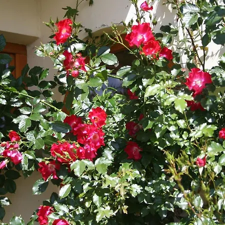 U Kosle Sauna I Bilard