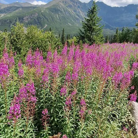 U Kośle Sauna I Bilard Zakopane
