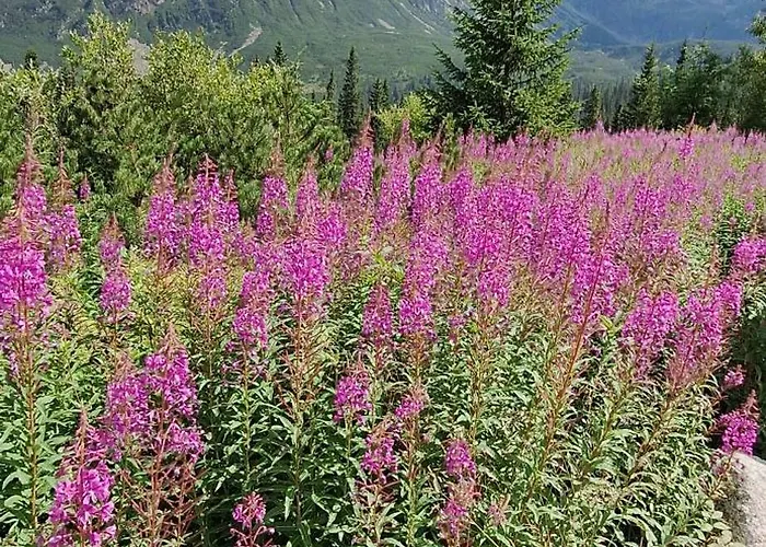 U Kosle Sauna I Bilard Zakopane